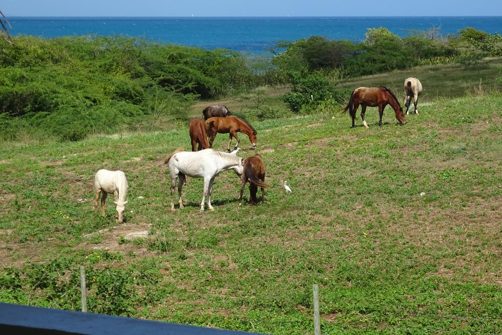 Vila Tranquility By The Sea Vieques Pokoj fotografie