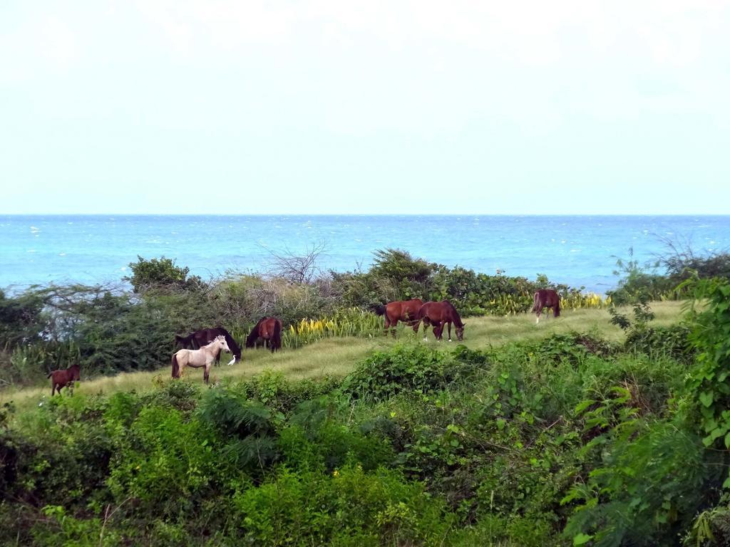 Vila Tranquility By The Sea Vieques Pokoj fotografie